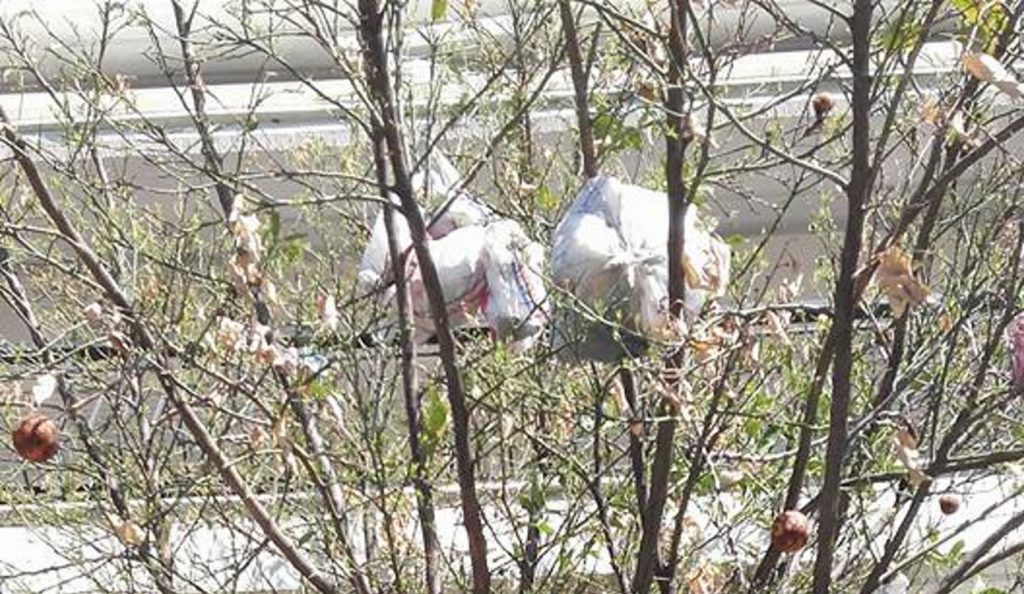 Θλιβερή εικόνα: Το… σκουπιδόδεντρο της Θεσσαλονίκης και η απίστευτη αιτία  (pics)