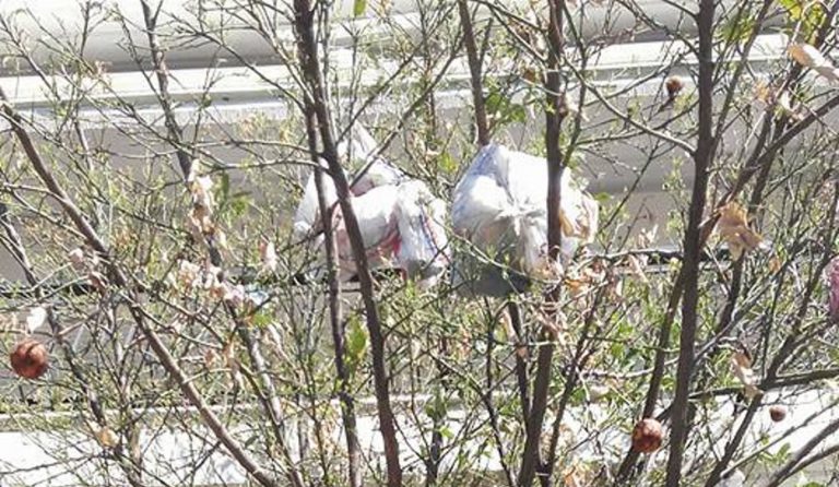 Θλιβερή εικόνα: Το… σκουπιδόδεντρο της Θεσσαλονίκης και η απίστευτη αιτία  (pics)