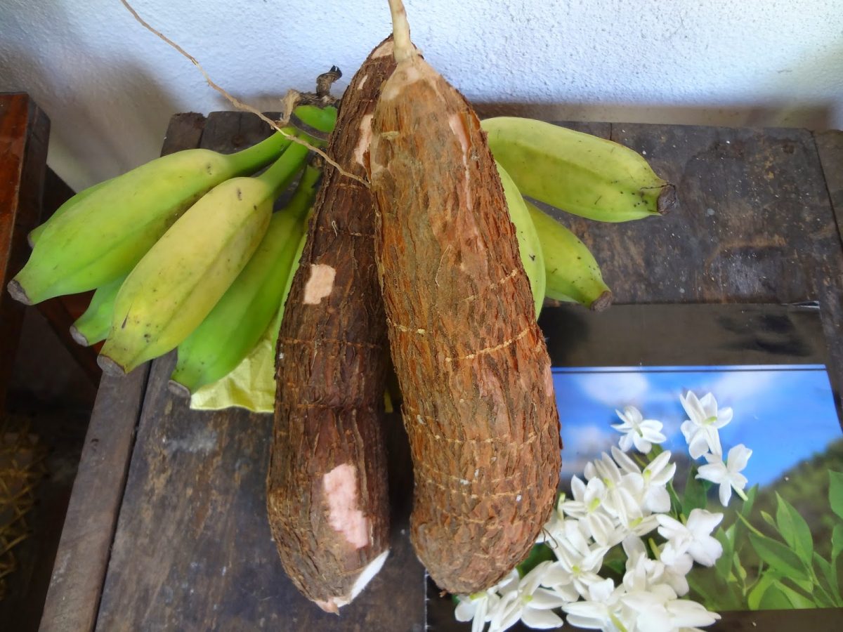 Αποτέλεσμα εικόνας για Cassava (Manioc): Η ρίζα με το υδροκυάνιο