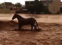 Δυτική Αττική: Καρέ – καρέ η προσπάθεια ενός αλόγου να σωθεί από χείμαρρο στη Μάνδρα (vid)