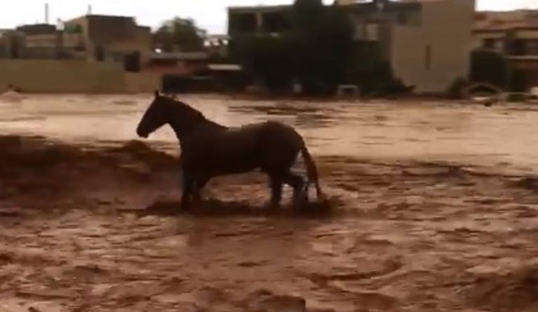 Δυτική Αττική: Καρέ – καρέ η προσπάθεια ενός αλόγου να σωθεί από χείμαρρο στη Μάνδρα (vid)