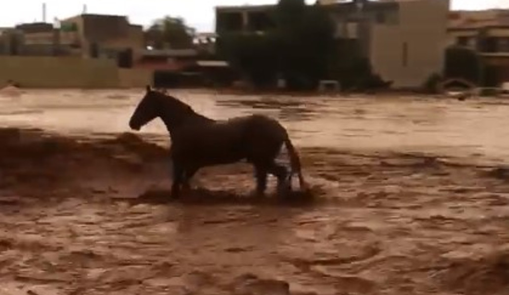 Δυτική Αττική: Καρέ – καρέ η προσπάθεια ενός αλόγου να σωθεί από χείμαρρο στη Μάνδρα (vid)