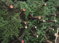 Ελατοπαραγωγοί: Στα περσινά επίπεδα οι τιμές στα χριστουγεννιάτικα δέντρα