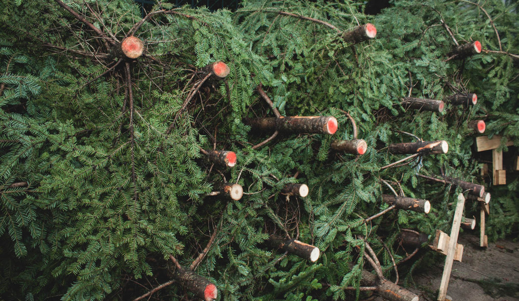 Ελατοπαραγωγοί: Στα περσινά επίπεδα οι τιμές στα χριστουγεννιάτικα δέντρα