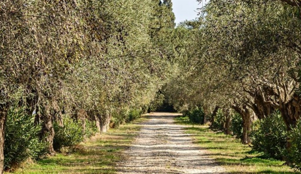 Δήμος Ιλίου: Συγκομιδή ελαιοκάρπου στον Πύργο Βασιλίσσης