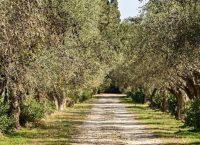 Δήμος Ιλίου: Συγκομιδή ελαιοκάρπου στον Πύργο Βασιλίσσης