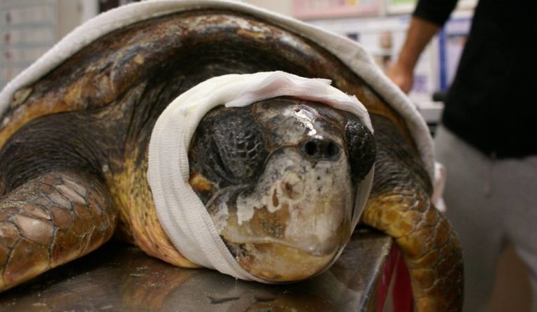 Κεφαλονιά: Διέσωσαν θαλάσσια χελώνα που χτυπήθηκε με τρίαινα στο κεφάλι