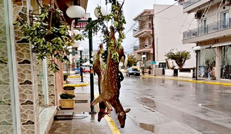 Ψαχνά: Σάλος με τη φωτογραφία κρεοπωλείου με δύο κρεμασμένα ελάφια (pic & vid)
