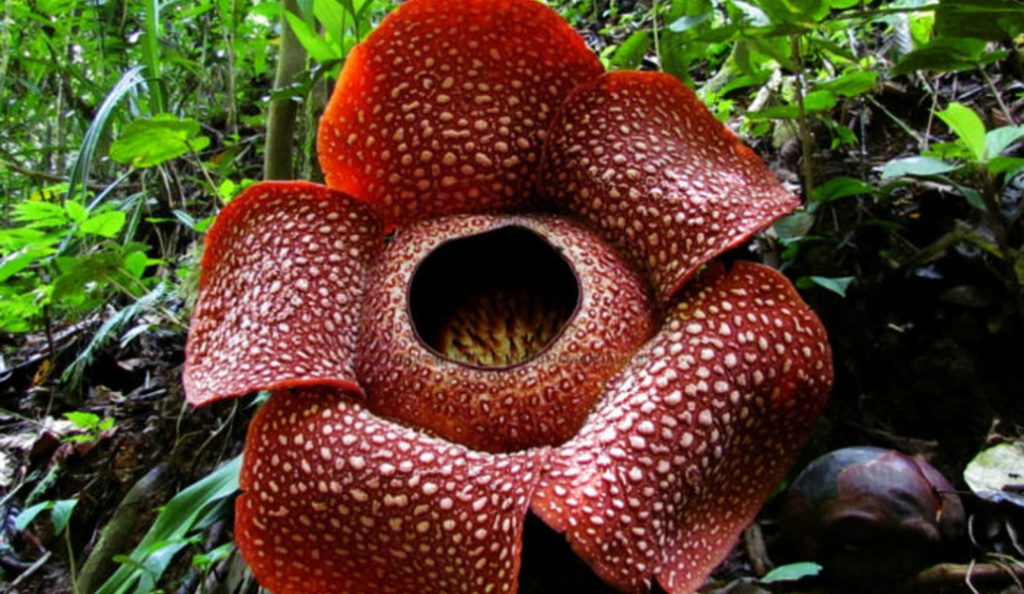 Rafflesia Arnoldii: Όλα όσα πρέπει να γνωρίζετε για το μεγαλύτερο λουλούδι του κόσμου