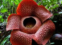 Rafflesia Arnoldii: Όλα όσα πρέπει να γνωρίζετε για το μεγαλύτερο λουλούδι του κόσμου