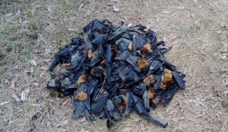 Αυστραλία: Τουλάχιστον 400 νυχτερίδες πέθαναν από τον καύσωνα (pic)