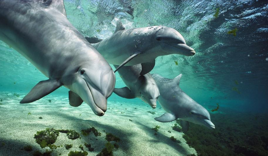 Έρευνα: Τα δελφίνια αναγνωρίζουν τον εαυτό τους στον καθρέφτη