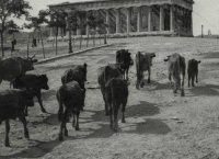 Πλήρωναν διόδια και τα γαϊδουράκια – Η ιστορία του πρώτου Κώδικα Οδικής Κυκλοφορίας