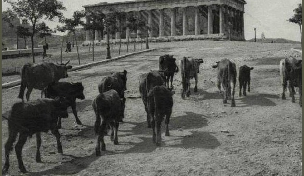 Πλήρωναν διόδια και τα γαϊδουράκια – Η ιστορία του πρώτου Κώδικα Οδικής Κυκλοφορίας