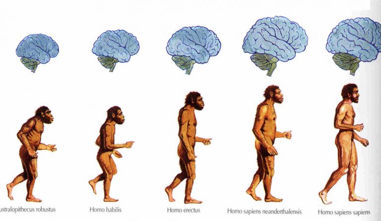 Εγκέφαλος: Πώς η αλλαγή στο σχήμα του ανά τους αιώνες επηρεάζει τη σκέψη