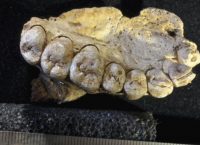 Επιστημονική ανακάλυψη: Ευρήματα μαρτυρούν ότι ο άνθρωπος μετανάστευσε πριν από 177.000 χρόνια