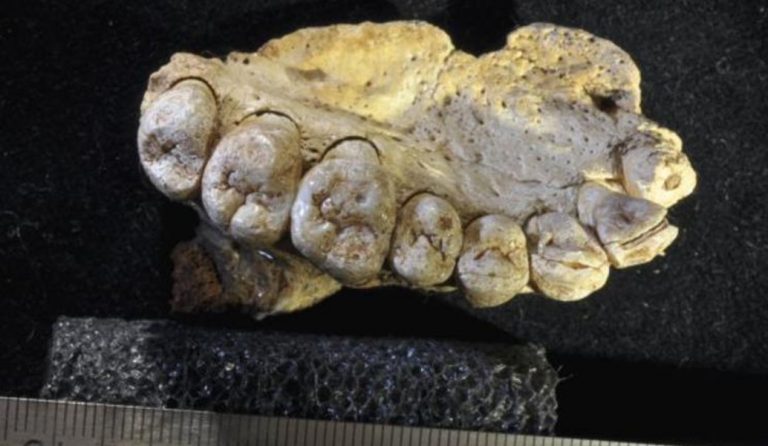 Επιστημονική ανακάλυψη: Ευρήματα μαρτυρούν ότι ο άνθρωπος μετανάστευσε πριν από 177.000 χρόνια