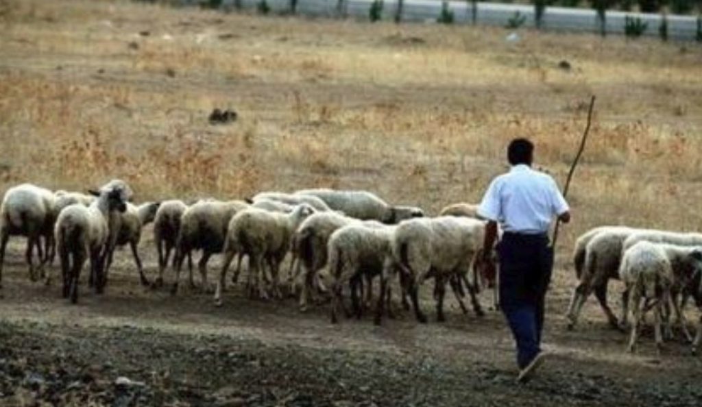 Ημαθία: Mέσα Φεβρουαρίου τα μισθώματα βοσκοτόπων