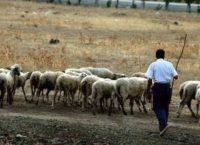 Ημαθία: Mέσα Φεβρουαρίου τα μισθώματα βοσκοτόπων