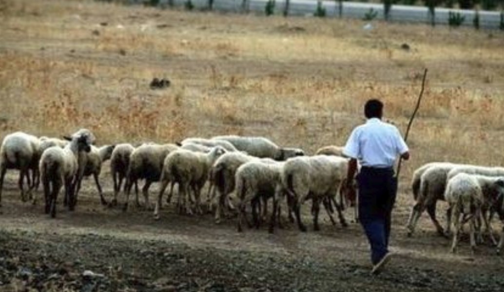 Ημαθία: Mέσα Φεβρουαρίου τα μισθώματα βοσκοτόπων