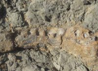 Αίγυπτος: Ανακαλύφθηκε σπάνιο απολίθωμα δεινοσαύρου