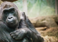 Σαν Ντιέγκο: Πέθανε ένας από τους γηραιότερους γορίλες στον κόσμο