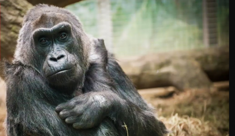 Σαν Ντιέγκο: Πέθανε ένας από τους γηραιότερους γορίλες στον κόσμο