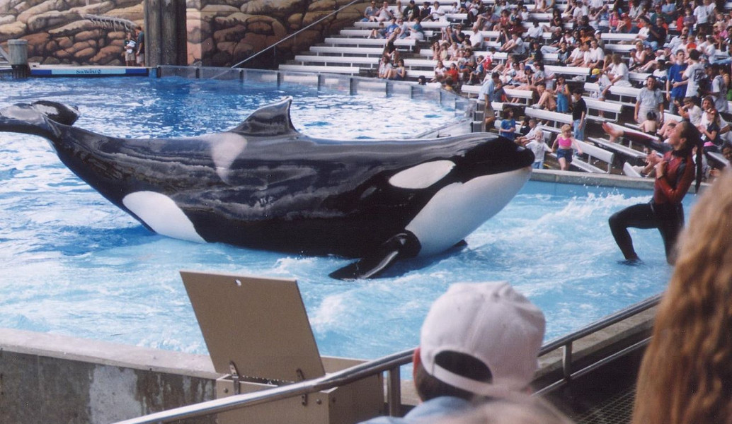 Γαλλία: Η πρώτη φάλαινα όρκα που «μιλάει» την ανθρώπινη γλώσσα