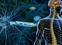 Η σκλήρυνση κατά πλάκας συνδέεται με τα πρόβατα