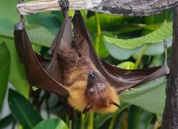 Έρευνα: Η κλιματική αλλαγή διαταράσσει τον κύκλο μετανάστευσης των νυχτερίδων