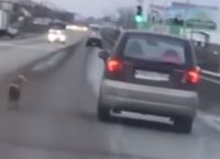 Ρωσία: Σκυλίτσα κυνηγά το αφεντικό της, αφού την παράτησε στο δάσος (pic&vid)