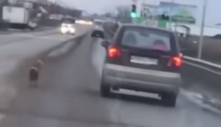 Ρωσία: Σκυλίτσα κυνηγά το αφεντικό της, αφού την παράτησε στο δάσος (pic&vid)