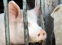 Τεχνητή νοημοσύνη σε φάρμες εκτροφής γουρουνιών στην Κίνα