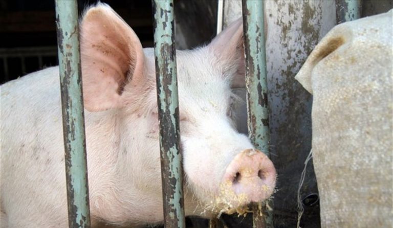 Τεχνητή νοημοσύνη σε φάρμες εκτροφής γουρουνιών στην Κίνα