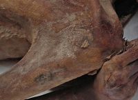 Ανακαλύφθηκαν τα αρχαιότερα τατουάζ στον κόσμο