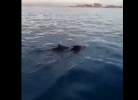 Ηλεία: Αγριογούρουνα κολυμπούν δίπλα σε ψαράδες (vid)