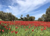 Χίος: Οι άγριες τουλίπες “κοκκίνισαν” το νησί (vid)