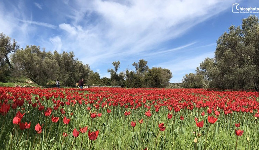 Χίος: Οι άγριες τουλίπες “κοκκίνισαν” το νησί (vid)