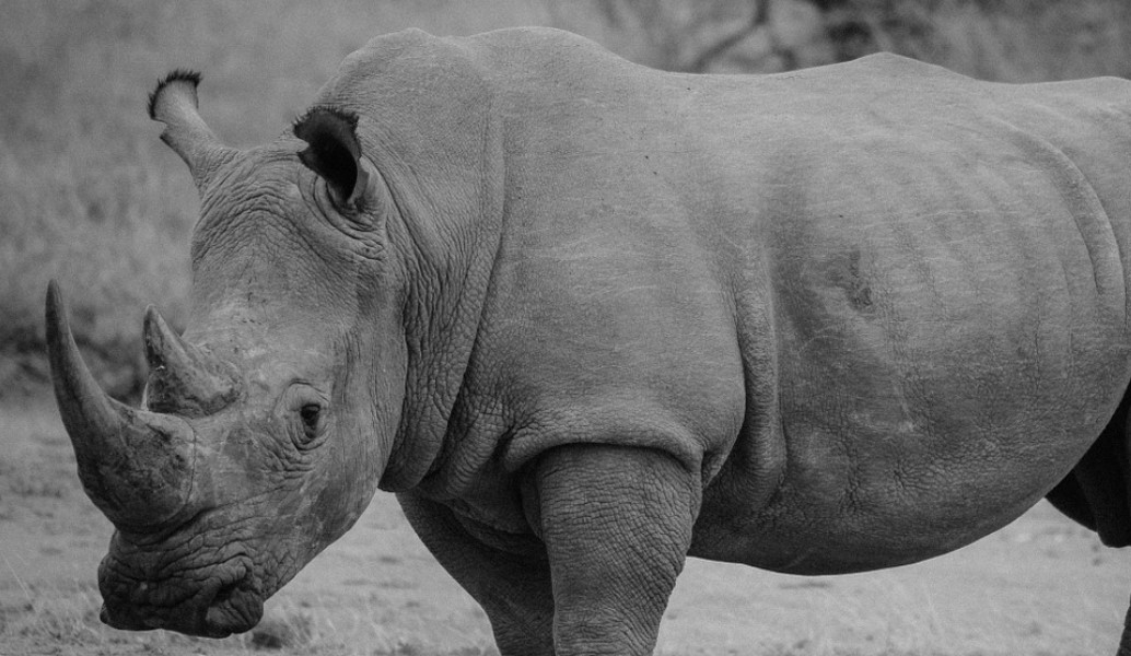 Πέθανε ο τελευταίος αρσενικός λευκός ρινόκερος