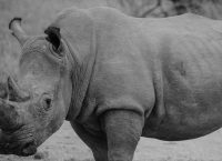 Πέθανε ο τελευταίος αρσενικός λευκός ρινόκερος