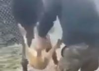 Θύελλα για τον βασανισμό σκύλου από φαντάρους στην Ήπειρο