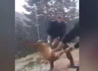 Κόνιτσα: Αγνοείται η τύχη του σκυλιού που κακοποιήθηκε από φαντάρους