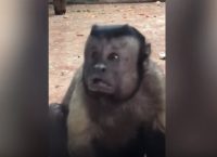 Μια μαϊμού έχει τρελάνει το διαδίκτυο! (vid)