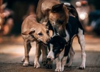 Dogs’ Voice: Πρόγραμμα στους δήμους για μία Ελλάδα χωρίς αδέσποτα