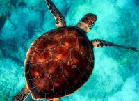 Ινδία: Επιστρέφουν οι χελώνες μετά τον μεγαλύτερο καθαρισμό παραλίας στην ιστορία