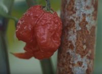 Η πιπεριά τσίλι τον έστειλε στο νοσοκομείο