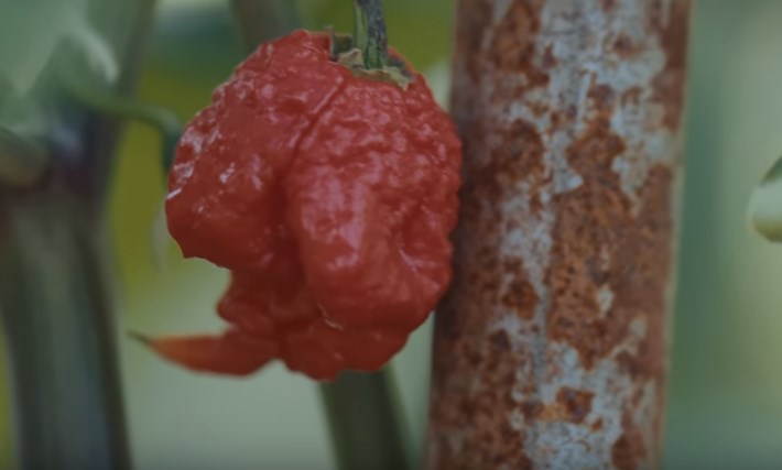 Η πιπεριά τσίλι τον έστειλε στο νοσοκομείο