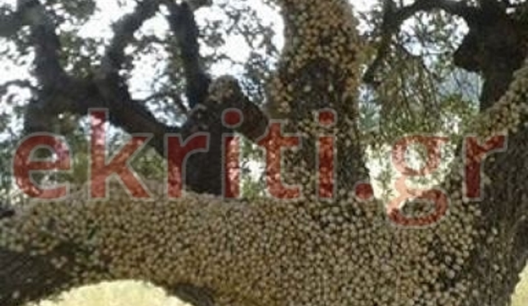 Τι είναι το χοχλιδόδεντρο που εντόπισαν στο Ηράκλειο (pic)