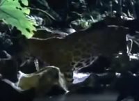 Το πασίγνωστο άρωμα που προσελκύει τα τζάγκουαρ