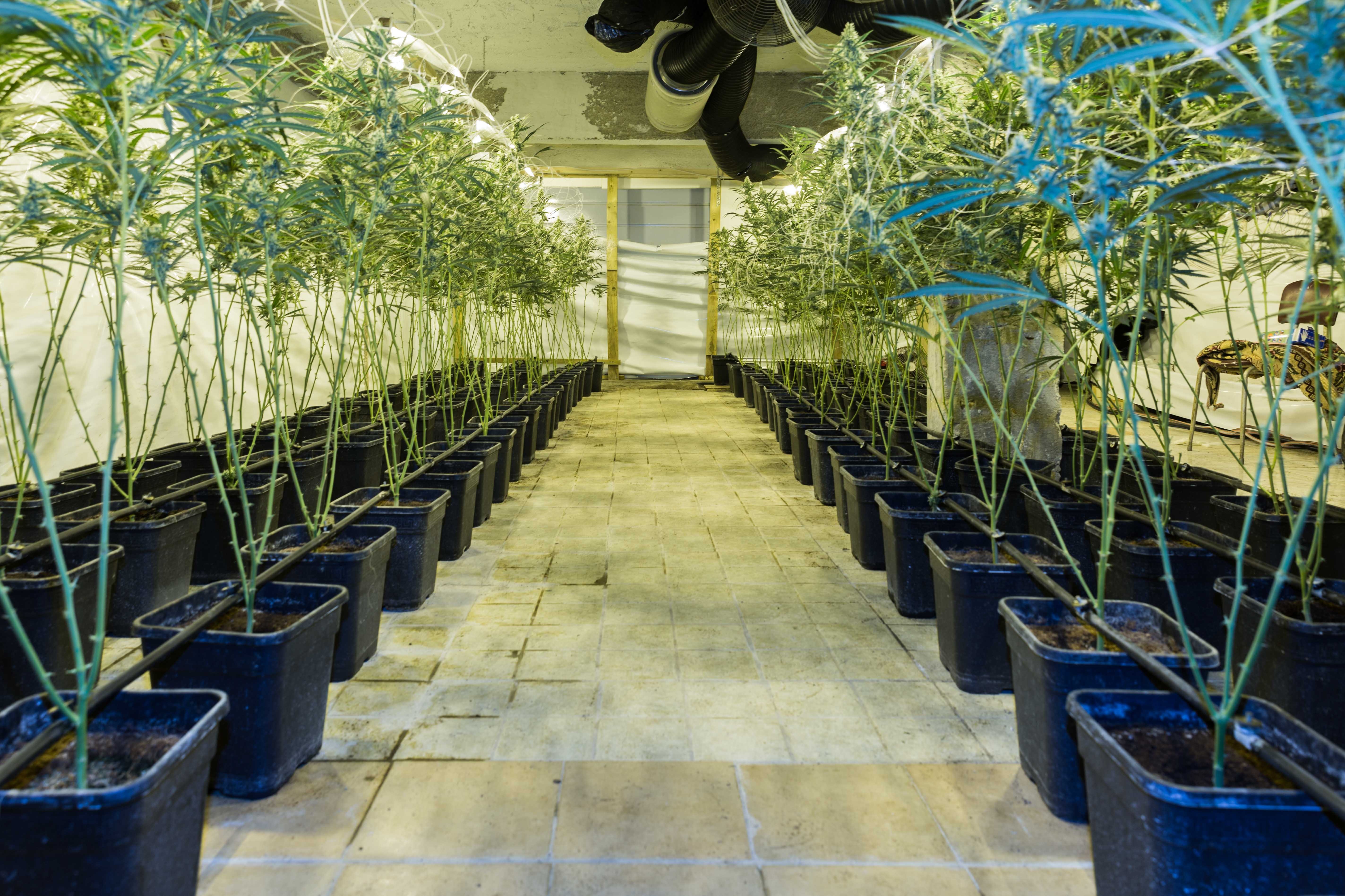 Oι βίλες της Αττικής που έκρυβαν την “πανάκριβη” κάνναβη (pics)